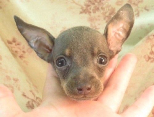 ミニチュアピンシャーの子犬（ID:1267711114）の1枚目の写真/更新日:2022-09-11