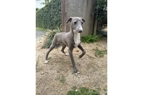 イタリアングレーハウンドの子犬（ID:1268011026）の4枚目の写真/更新日:2022-11-16