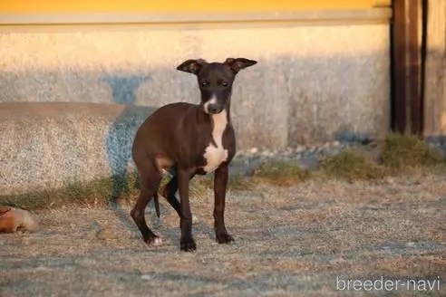 イタリアングレーハウンドの子犬（ID:1268011031）の3枚目の写真/更新日:2022-12-30