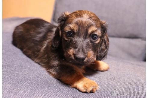 ミニチュアダックスフンド（ロング）の子犬（ID:1268511019）の3枚目の写真/更新日:2022-09-24