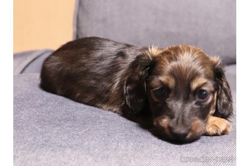 ミニチュアダックスフンド（ロング）の子犬（ID:1268511019）の4枚目の写真/更新日:2022-09-24