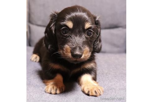 ミニチュアダックスフンド（ロング）の子犬（ID:1268511022）の3枚目の写真/更新日:2022-09-24