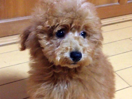 トイプードルの子犬(ID:1269211001)の1枚目の写真/更新日:2018-05-25