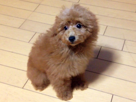 トイプードルの子犬(ID:1269211001)の2枚目の写真/更新日:2018-05-25