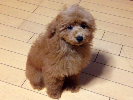 トイプードルの子犬(ID:1269211001)の3枚目の写真/更新日:2018-05-25