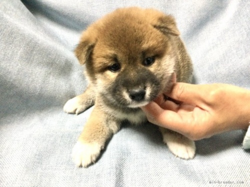柴犬の子犬(ID:1269411041)の1枚目の写真/更新日:2019-09-04