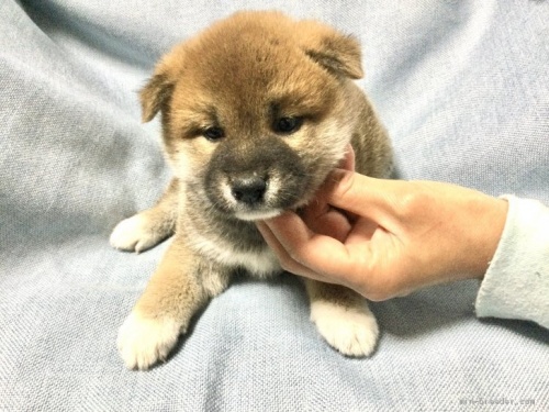 柴犬の子犬(ID:1269411041)の2枚目の写真/更新日:2019-09-04