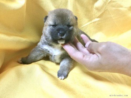 柴犬の子犬(ID:1269411042)の1枚目の写真/更新日:2019-09-04