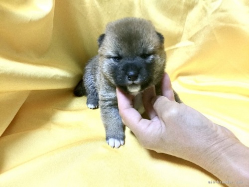 柴犬の子犬(ID:1269411042)の2枚目の写真/更新日:2019-09-04