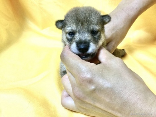 柴犬の子犬(ID:1269411048)の1枚目の写真/更新日:2019-09-04