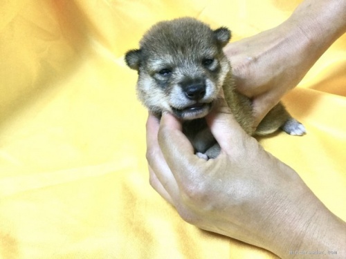柴犬の子犬(ID:1269411048)の2枚目の写真/更新日:2019-09-04