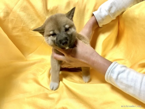 柴犬の子犬(ID:1269411049)の1枚目の写真/更新日:2019-09-04