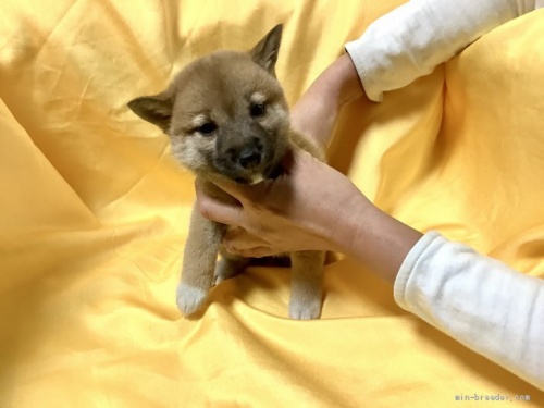柴犬の子犬(ID:1269411049)の2枚目の写真/更新日:2019-09-04