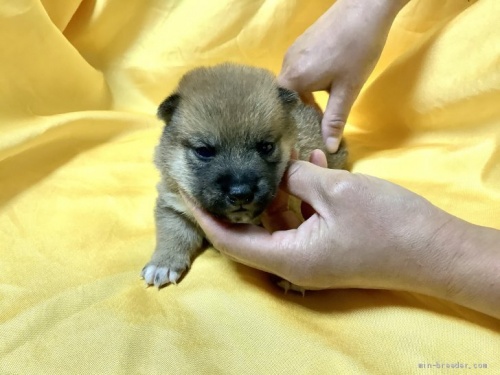 柴犬の子犬(ID:1269411058)の1枚目の写真/更新日:2019-09-04