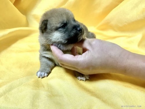 柴犬の子犬(ID:1269411058)の2枚目の写真/更新日:2019-09-04