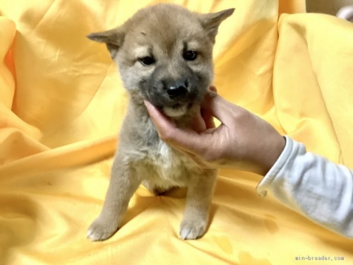 柴犬の子犬(ID:1269411060)の1枚目の写真/更新日:2019-09-04