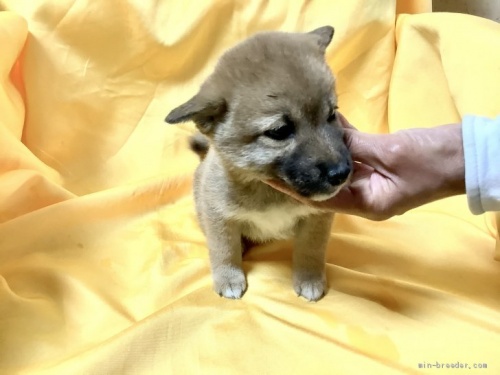 柴犬の子犬(ID:1269411060)の2枚目の写真/更新日:2019-09-04