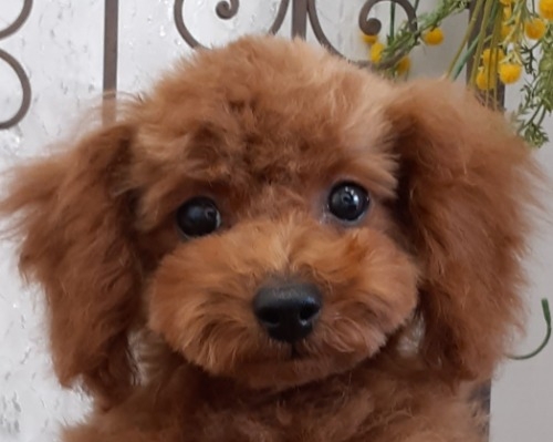 トイプードルの子犬（ID:1269911002）の1枚目の写真/更新日:2022-04-19