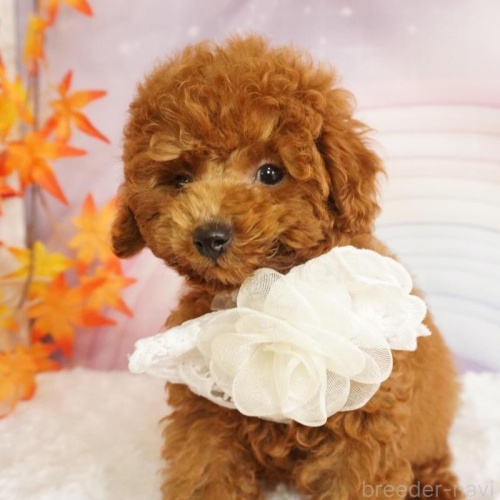 �g�C�v�[�h���̎q���iID:1269911017�j��5���ڂ̎ʐ^/�X�V��:2026-01-11