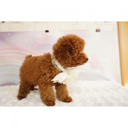 �g�C�v�[�h���̎q���iID:1269911017�j��6���ڂ̎ʐ^/�X�V��:2026-01-11