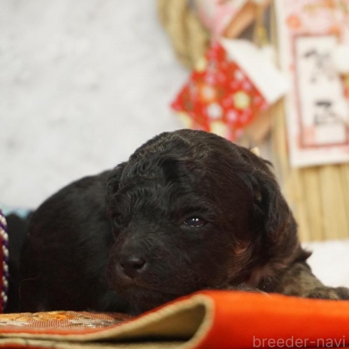 �g�C�v�[�h���̎q���iID:1269911039�j��1���ڂ̎ʐ^/�X�V��:2026-01-11