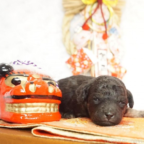 �g�C�v�[�h���̎q���iID:1269911039�j��2���ڂ̎ʐ^/�X�V��:2026-01-11