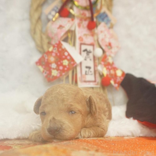 �g�C�v�[�h���̎q���iID:1269911040�j��1���ڂ̎ʐ^/�X�V��:2026-01-11