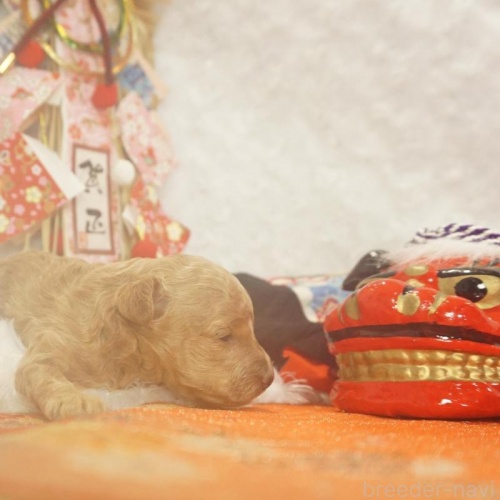 �g�C�v�[�h���̎q���iID:1269911040�j��2���ڂ̎ʐ^/�X�V��:2026-01-11