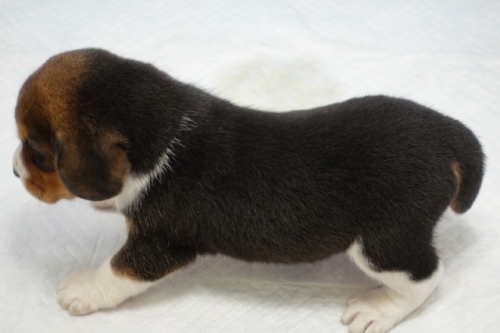 ビーグルの子犬（ID:1272811005）の5枚目の写真/更新日:2022-06-13