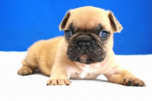 フレンチブルドッグの子犬（ID:1272811030）の1枚目の写真/更新日:2022-10-19