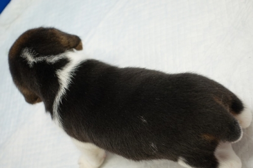 ビーグルの子犬（ID:1272811073）の5枚目の写真/更新日:2023-06-18