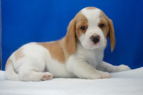 �r�[�O���̎q���iID:1272811102�j��2���ڂ̎ʐ^/�X�V��:2026-01-11