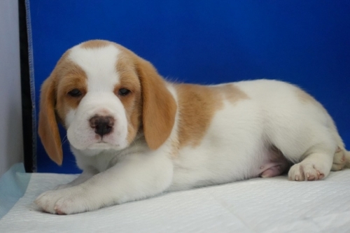 �r�[�O���̎q���iID:1272811102�j��3���ڂ̎ʐ^/�X�V��:2026-01-11