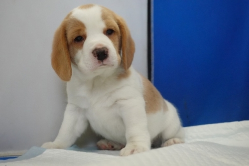 �r�[�O���̎q���iID:1272811102�j��4���ڂ̎ʐ^/�X�V��:2026-01-11