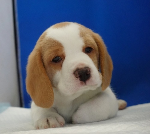 �r�[�O���̎q���iID:1272811102�j��5���ڂ̎ʐ^/�X�V��:2026-01-11