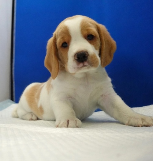 �r�[�O���̎q���iID:1272811103�j��2���ڂ̎ʐ^/�X�V��:2026-01-11