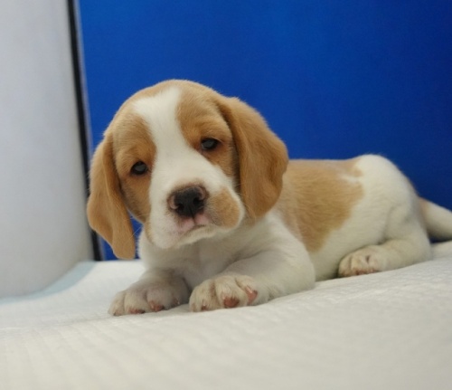 �r�[�O���̎q���iID:1272811103�j��3���ڂ̎ʐ^/�X�V��:2026-01-11