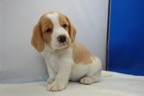 �r�[�O���̎q���iID:1272811103�j��4���ڂ̎ʐ^/�X�V��:2026-01-11