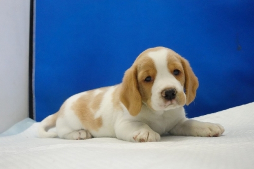 �r�[�O���̎q���iID:1272811103�j��5���ڂ̎ʐ^/�X�V��:2026-01-11