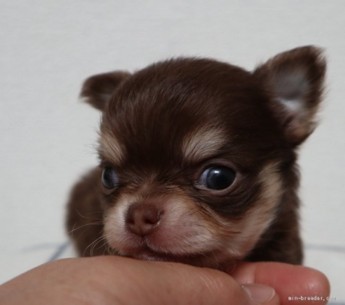 チワワ すべて のブリーダー 北海道 の子犬のページです