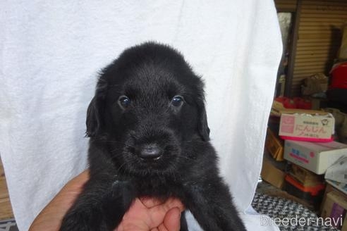 フラットコーテッドレトリバーの子犬（ID:1273611012）の1枚目の写真/更新日:2022-07-16