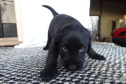 フラットコーテッドレトリバーの子犬（ID:1273611012）の3枚目の写真/更新日:2022-07-16