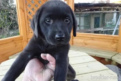 ラブラドールレトリバーの子犬（ID:1273611032）の3枚目の写真/更新日:2022-12-31