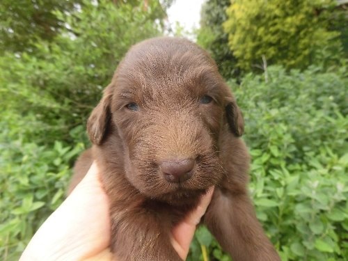 フラットコーテッドレトリバーのブリーダー 山崎新吾ブリーダー 茨城県 子犬(ID 11098)ページ