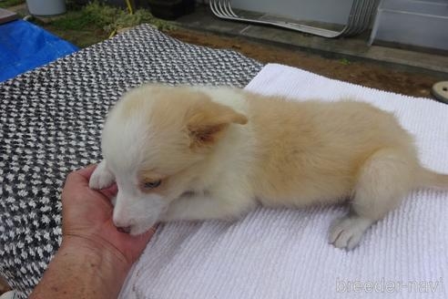 ボーダーコリーの子犬（ID:1273611149）の3枚目の写真/更新日:2022-08-27