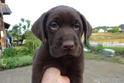 ラブラドールレトリバーの子犬（ID:1273611158）の1枚目の写真/更新日:2022-05-22