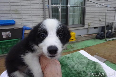 ボーダーコリーの子犬（ID:1273611159）の1枚目の写真/更新日:2022-08-27