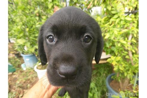 ラブラドールレトリバーの子犬（ID:1273611160）の1枚目の写真/更新日:2022-01-13