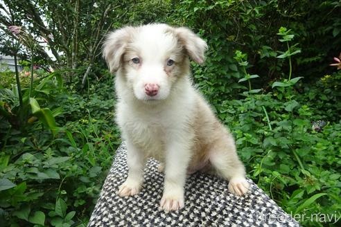 ボーダーコリーの子犬（ID:1273611201）の3枚目の写真/更新日:2022-07-20