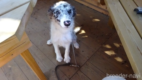 ボーダーコリーの子犬（ID:1273611218）の1枚目の写真/更新日:2022-08-30